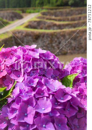 棚田の畦に咲く紫の紫陽花 棚田の畦に咲く紫の紫陽花 78751212
