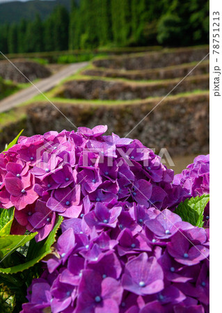棚田の畦に咲く紫の紫陽花 棚田の畦に咲く紫の紫陽花 78751213