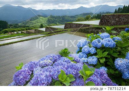 棚田の鏡面田んぼと青と紫の紫陽花 棚田の鏡面田んぼと青と紫の紫陽花 78751214