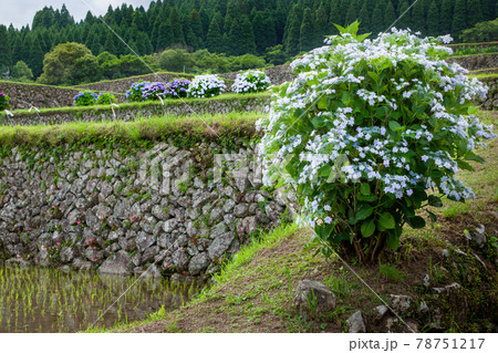棚田の畦に咲く小さな白の紫陽花 棚田の畦に咲く小さな白の紫陽花 78751217