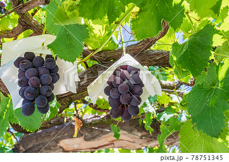 【山梨県】もうすぐ収穫・葡萄園の葡萄 【山梨県】もうすぐ収穫・葡萄園の葡萄 78751345