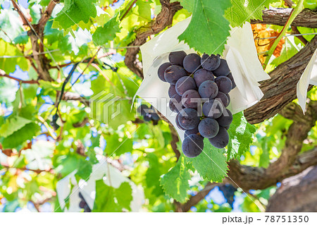 【山梨県】もうすぐ収穫・葡萄園の葡萄 78751350