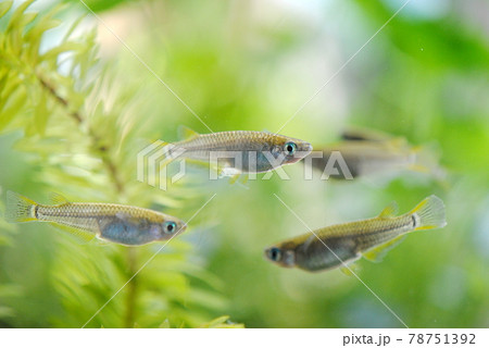 水槽の野生メダカ 水槽の野生メダカ 78751392