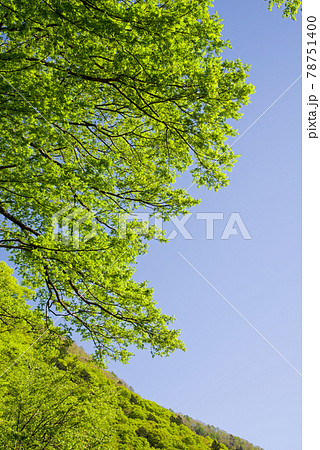 眩しい初夏の風景【安房峠の新緑】 眩しい初夏の風景【安房峠の新緑】 78751400
