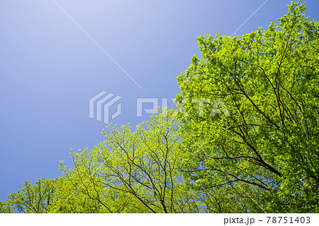 眩しい初夏の風景【安房峠の新緑】 眩しい初夏の風景【安房峠の新緑】 78751403