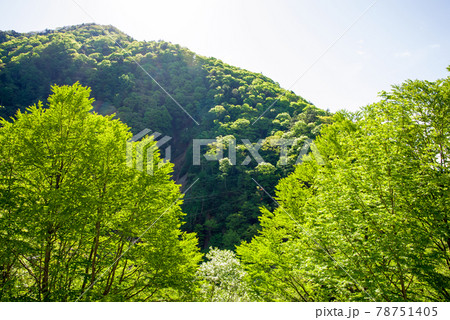 眩しい初夏の風景【安房峠の新緑】 眩しい初夏の風景【安房峠の新緑】 78751405