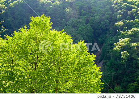 眩しい初夏の風景【安房峠の新緑】 眩しい初夏の風景【安房峠の新緑】 78751406