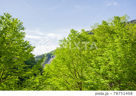 眩しい初夏の風景【安房峠の新緑】 78751408