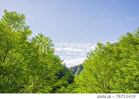 眩しい初夏の風景【安房峠の新緑】 78751410