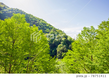 眩しい初夏の風景【安房峠の新緑】 眩しい初夏の風景【安房峠の新緑】 78751411