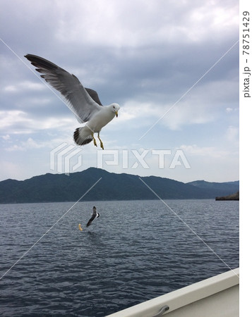 海の上でかっぱえびせんをキャッチする寸前の海鳥 78751429