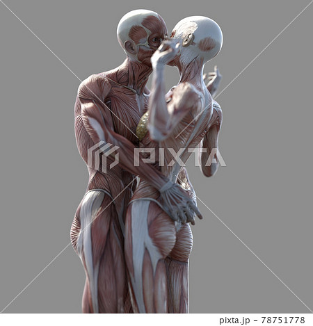 筋肉標本　男女　　　perming3DCGイラスト素材 78751778