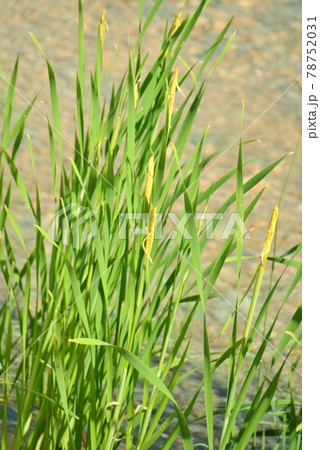 河原に生える蒲 河原に生える蒲 78752031