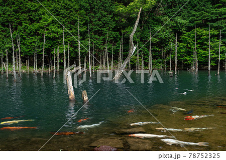 一の俣桜公園 78752325