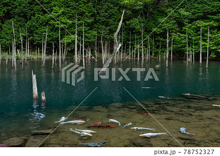 一の俣桜公園 78752327