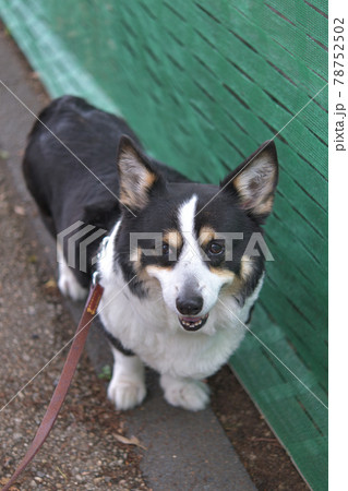 縦位置撮影の植樹に立ち入り禁止ネットの横にいる黒いコーギー犬の写真