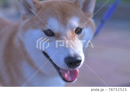 柴犬の顔のアップ 78752523