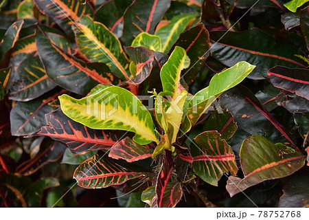 珍しい観葉植物 78752768