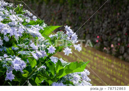 棚田の小さなな白色の咲く紫陽花 78752863