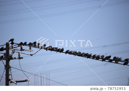 電線にとまっている鳩の群れ 電線にとまっている鳩の群れ 78752953