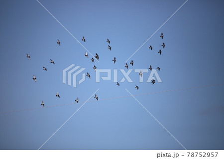 空を飛んでいる鳩 空を飛んでいる鳩 78752957