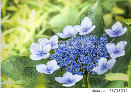 葉に包まれる中花を咲かせたタイワンツル紫陽花 葉に包まれる中花を咲かせたタイワンツル紫陽花 78753556