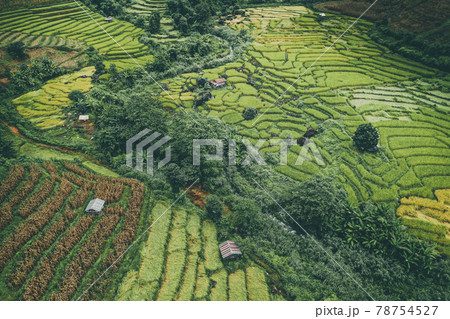Rice Terraces in Doi inthanon national park in chiang Mai province, Thailand Rice Terraces in Doi inthanon national park in chiang Mai province, Thailand 78754527