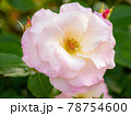 5月の薄いピンクのバラ 78754600