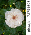 5月の白い薔薇 78754606