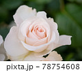 5月の白いバラ 78754608