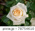 5月の白いのバラの蕾 78754610