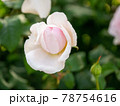 5月のバラの蕾 78754616