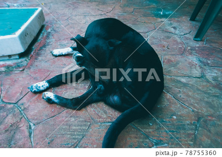 放し飼いの犬 78755360