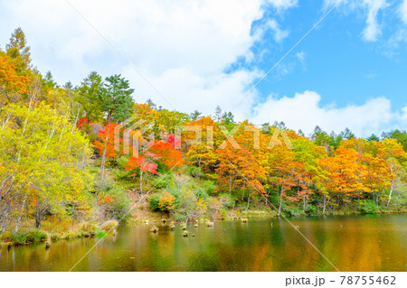 八千穂高原自然園(秋):遊亀湖 八千穂高原自然園(秋):遊亀湖 78755462