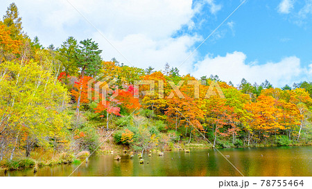 八千穂高原自然園(秋):遊亀湖 八千穂高原自然園(秋):遊亀湖 78755464