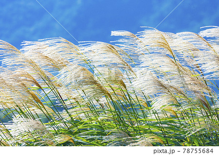 風になびくススキの穂 風になびくススキの穂 78755684