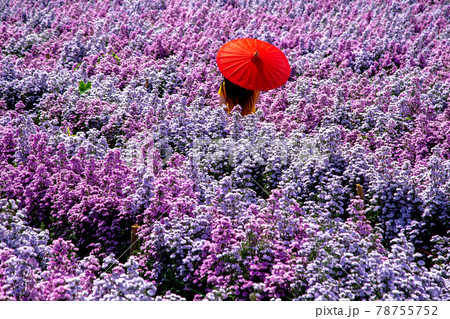 Flower Farm in Chiang Mai Province, Thailand 78755752