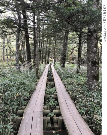 木 ツリー 樹 78756137