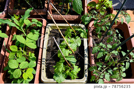 プランターで家庭菜園 ミニトマト ゴーヤ 枝豆 トウモロコシのコンプランツ栽培の写真素材