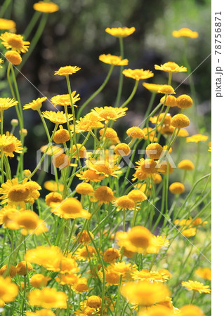 可憐なカモミールの花(ダイヤーズカモミール) 可憐なカモミールの花(ダイヤーズカモミール) 78756871
