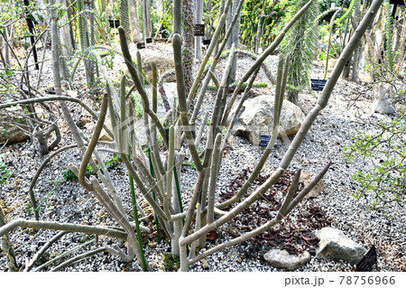 観葉植物アローディア ドゥモーサ 作り物のような木の写真素材
