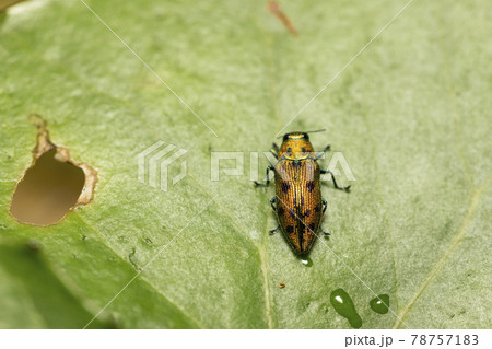 マスダクロホシタマムシ 78757183