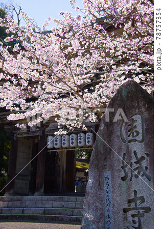 三井寺の桜 2021年春 三井寺の桜 2021年春 78757354