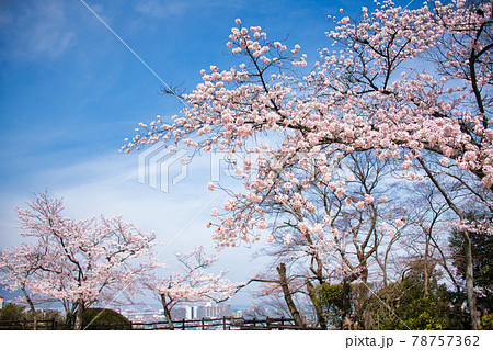 三井寺の桜 2021年春 三井寺の桜 2021年春 78757362
