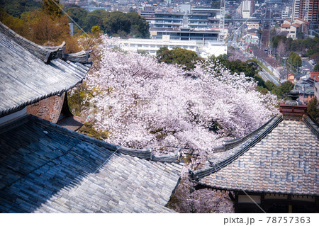 三井寺の桜 2021年春 三井寺の桜 2021年春 78757363
