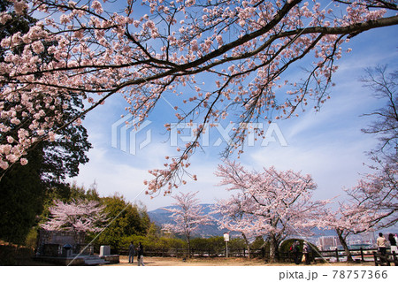 三井寺の桜　2021年春 78757366