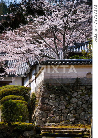 三井寺の桜　2021年春 78757373