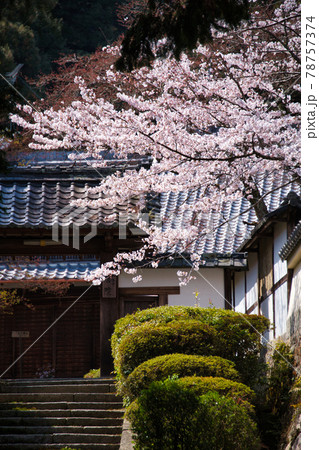 三井寺の桜　2021年春 78757374