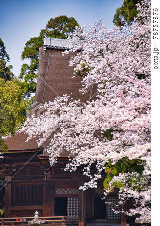 三井寺の桜 2021年春 三井寺の桜 2021年春 78757376