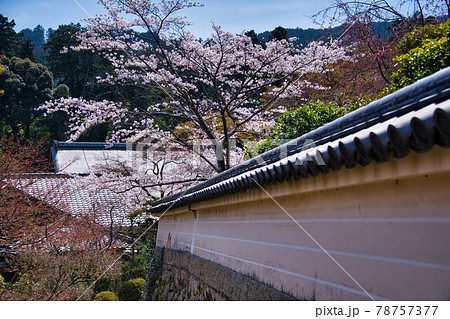 三井寺の桜 2021年春 三井寺の桜 2021年春 78757377